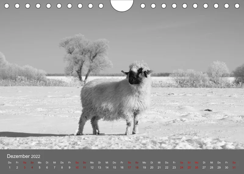 Paintpictures Sheeps