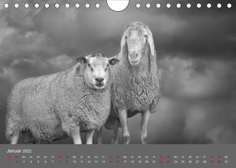 Paintpictures Sheeps