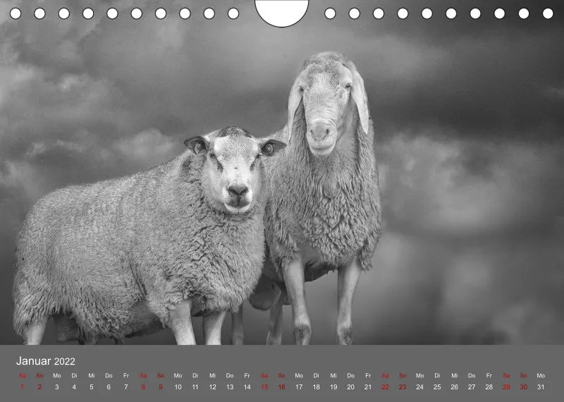 Paintpictures Sheeps