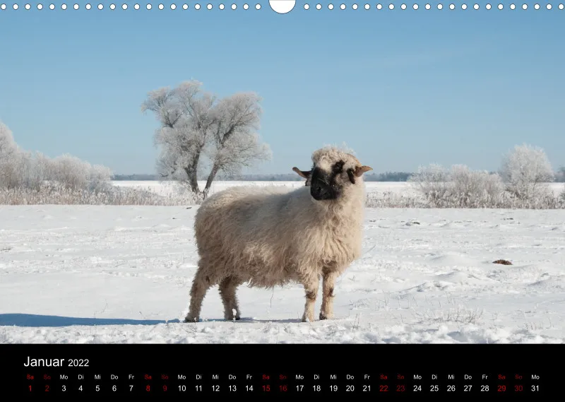 Sheeps of Paintpictures