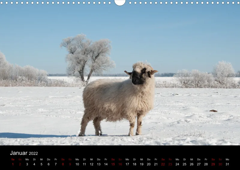Sheeps of Paintpictures