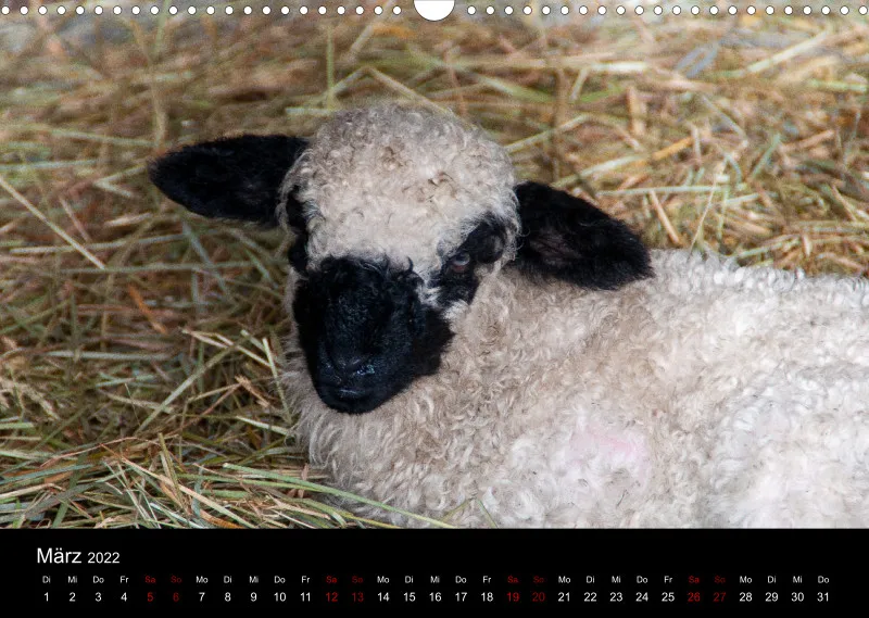 Sheeps of Paintpictures