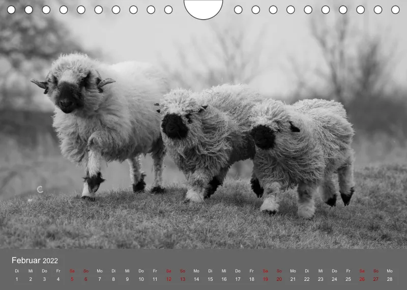 Paintpictures Sheeps
