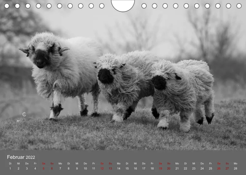 Paintpictures Sheeps