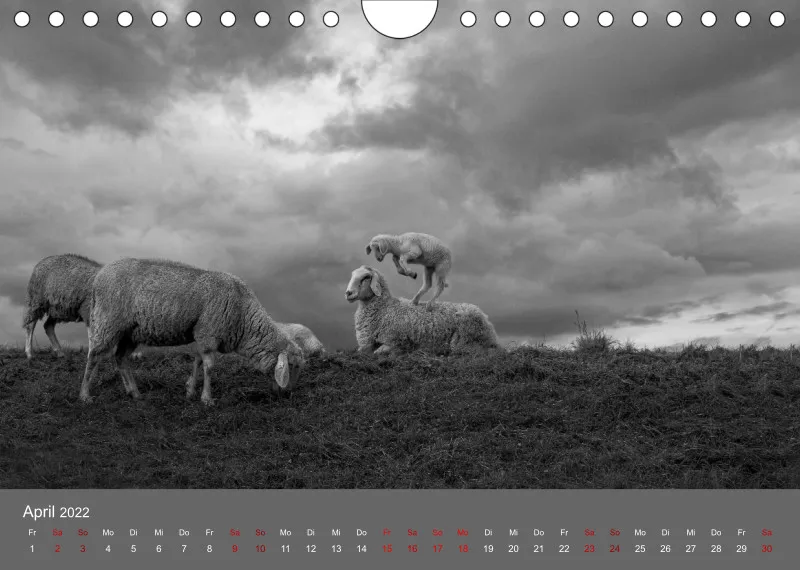 Paintpictures Sheeps