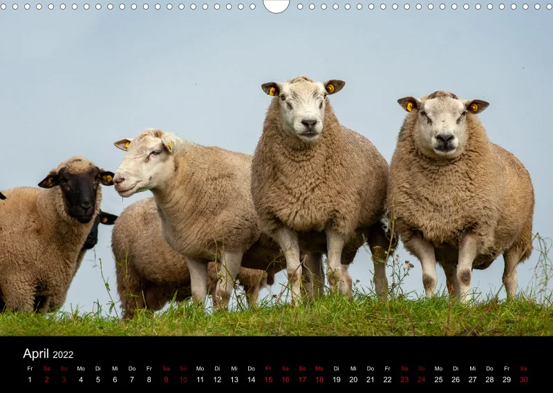 Sheeps of Paintpictures