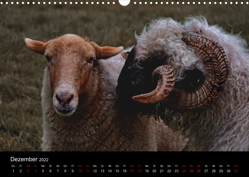 Sheeps of Paintpictures