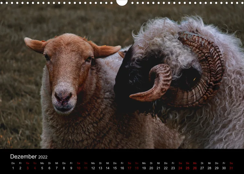 Sheeps of Paintpictures