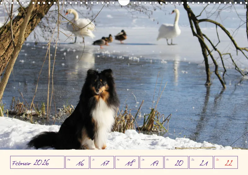 viele Shelties