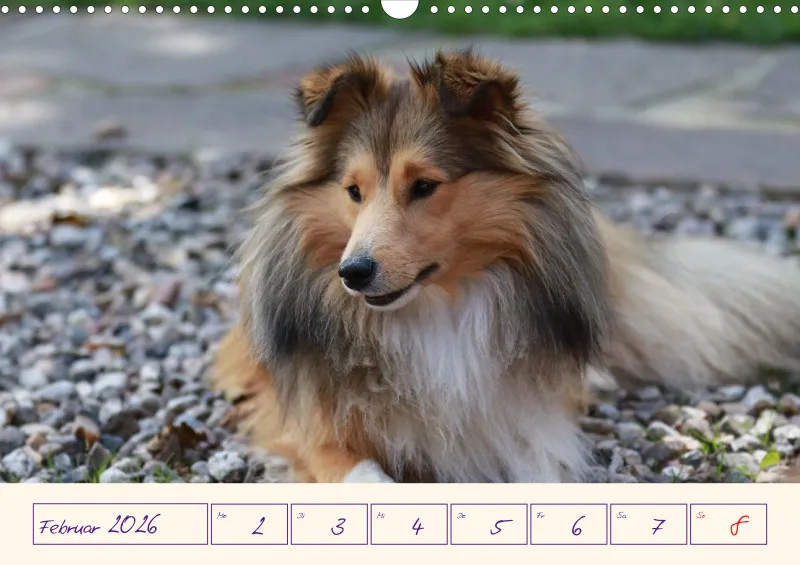 viele Shelties