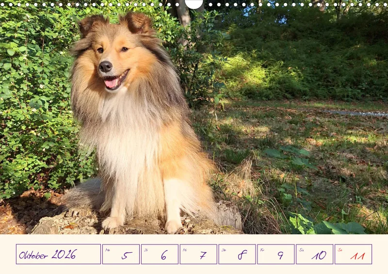 viele Shelties