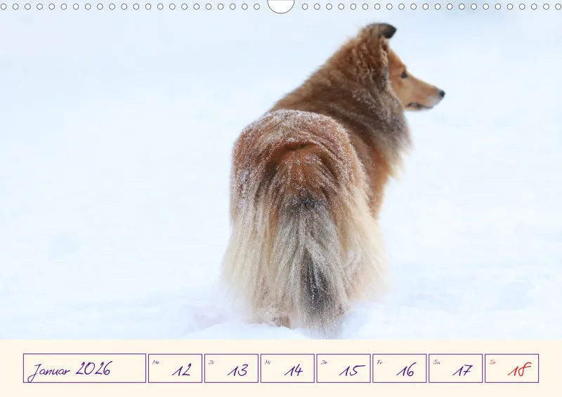 viele Shelties