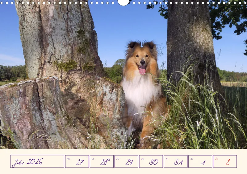 viele Shelties