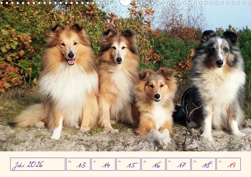 viele Shelties