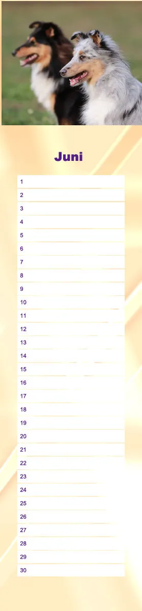 Geburtstagskalender Sheltie