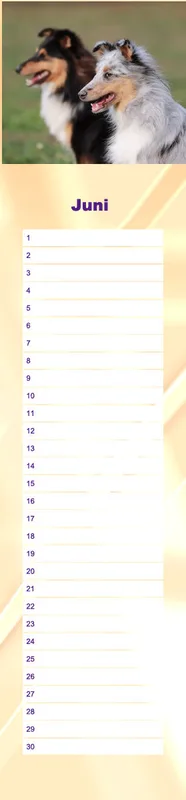 Geburtstagskalender Sheltie