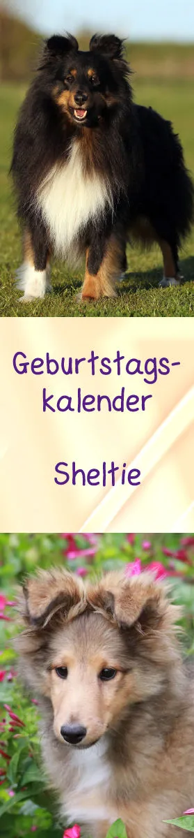 Geburtstagskalender Sheltie