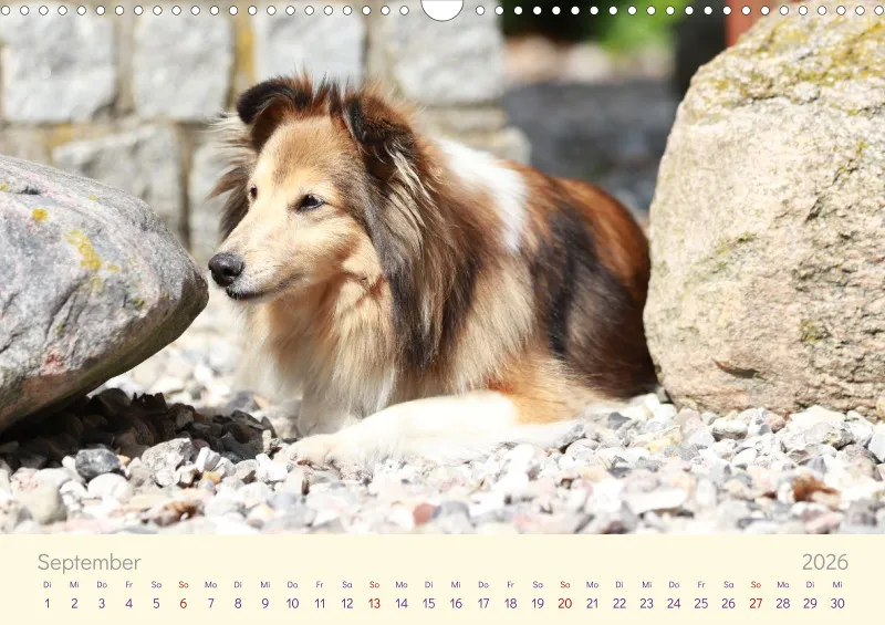Shelties 2026