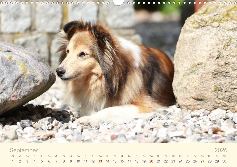 Shelties 2026
