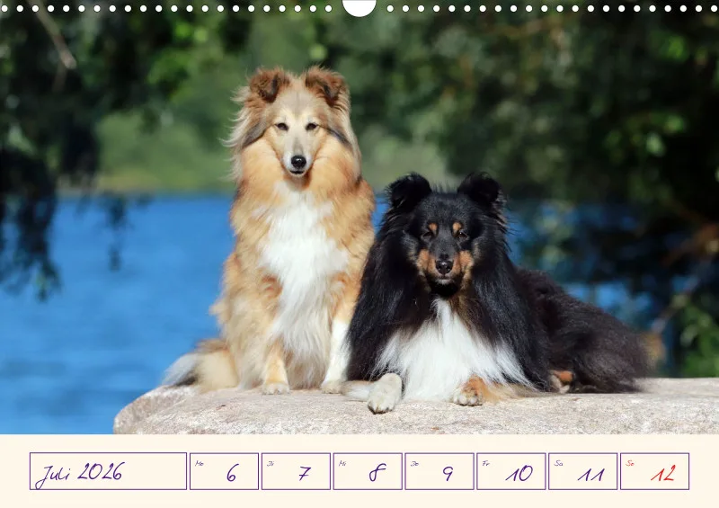 viele Shelties