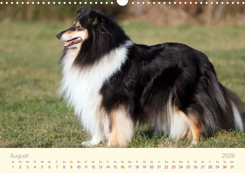 Collies 2026