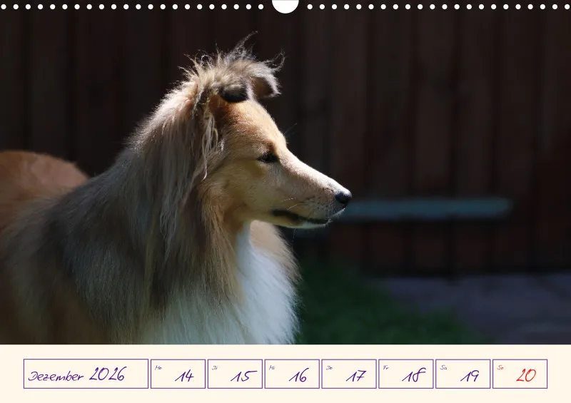 viele Shelties