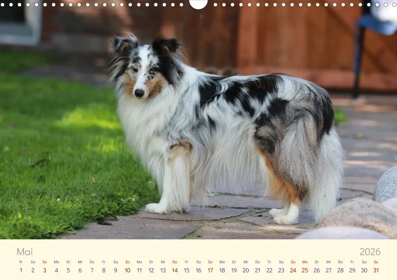 Shelties 2026