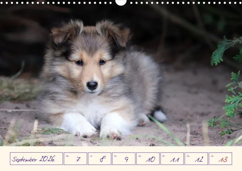 viele Shelties