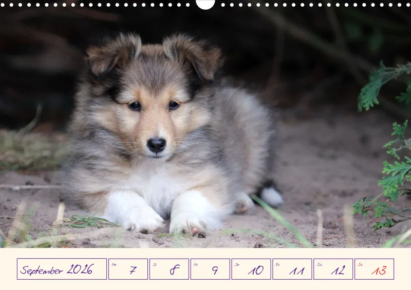 viele Shelties
