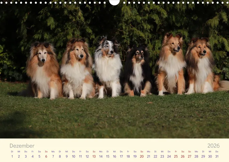 Shelties 2026