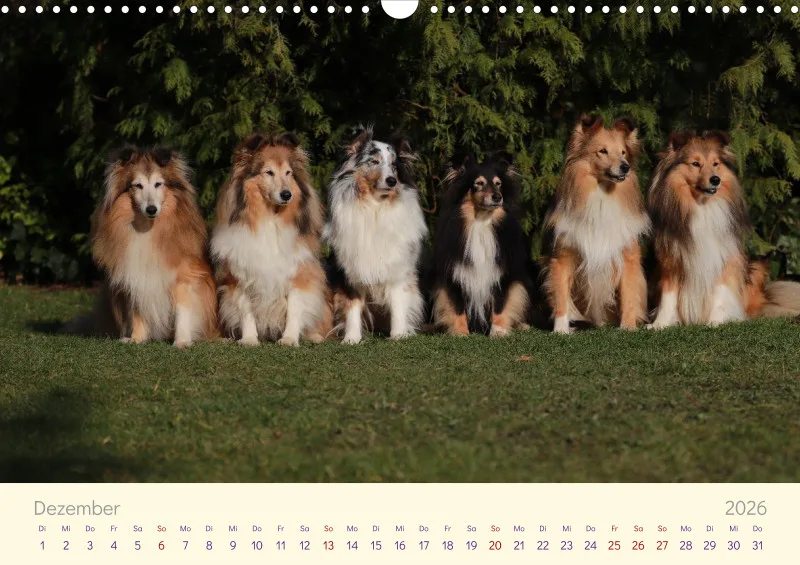 Shelties 2026