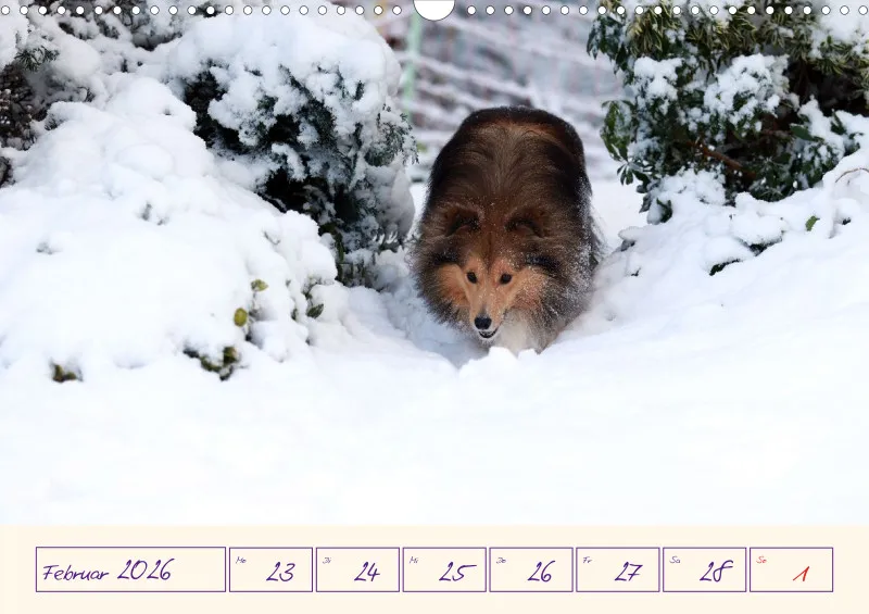 viele Shelties