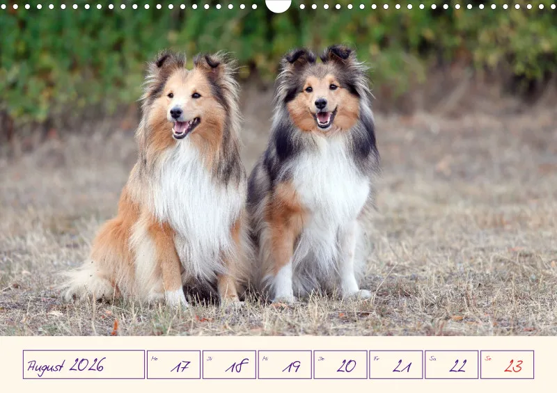 viele Shelties