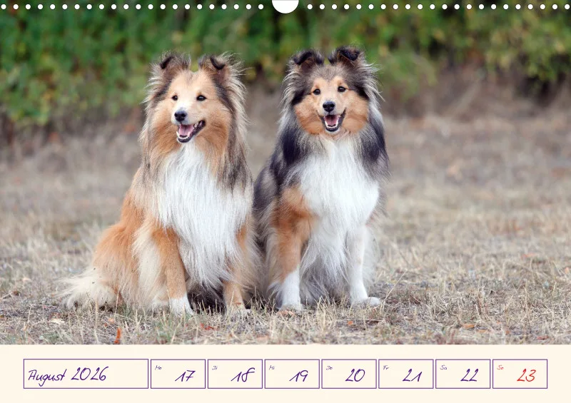 viele Shelties