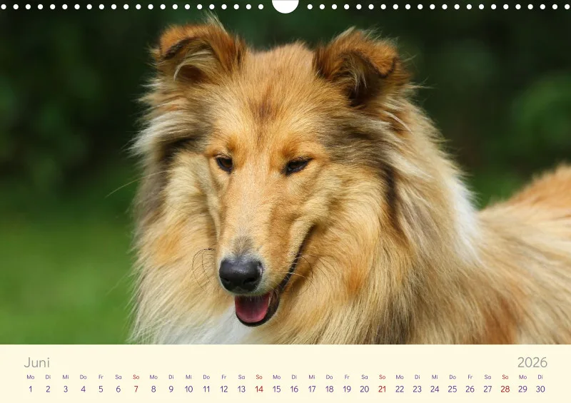 Collies 2026