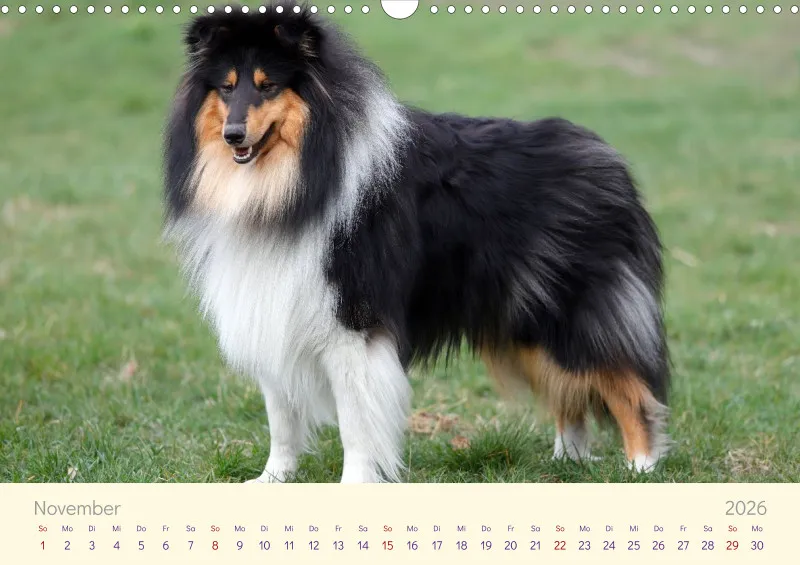 Collies 2026