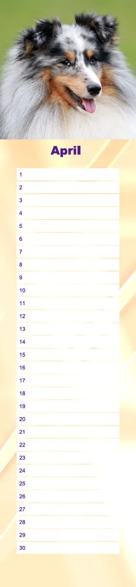 Geburtstagskalender Sheltie