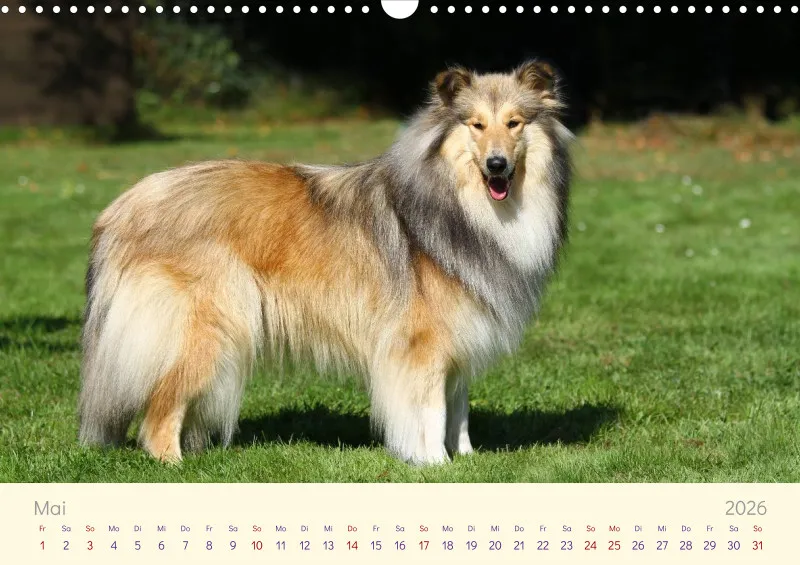 Collies 2026