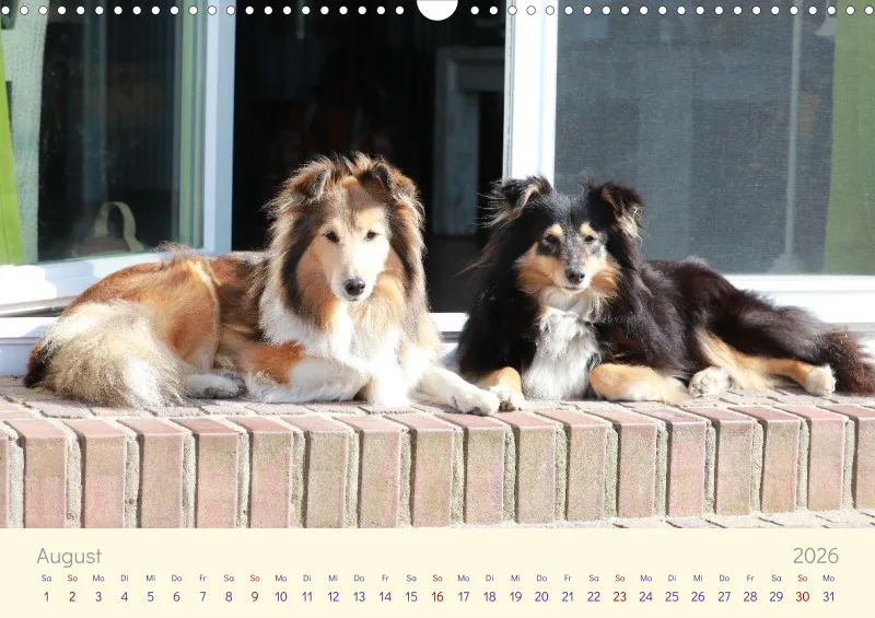 Shelties 2026