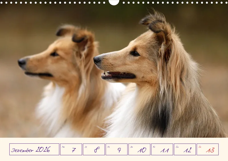 viele Shelties