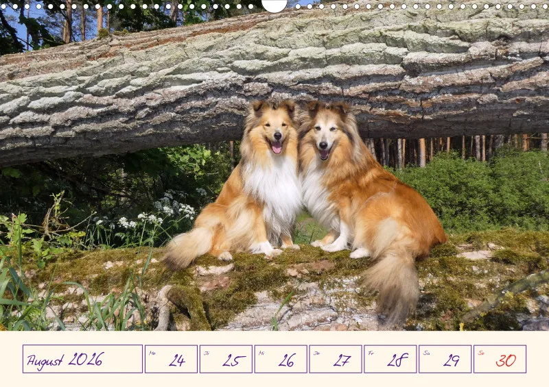 viele Shelties