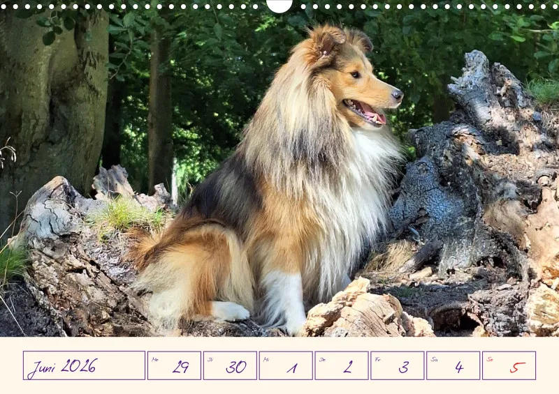 viele Shelties