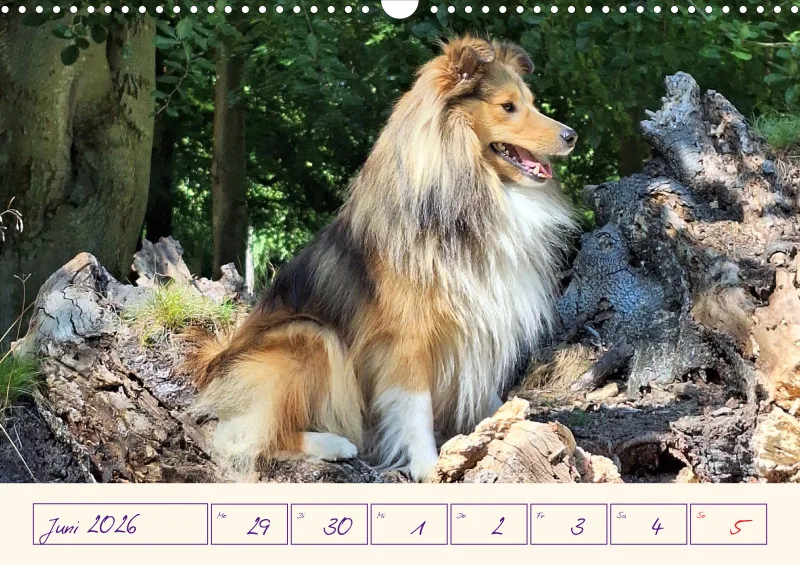 viele Shelties