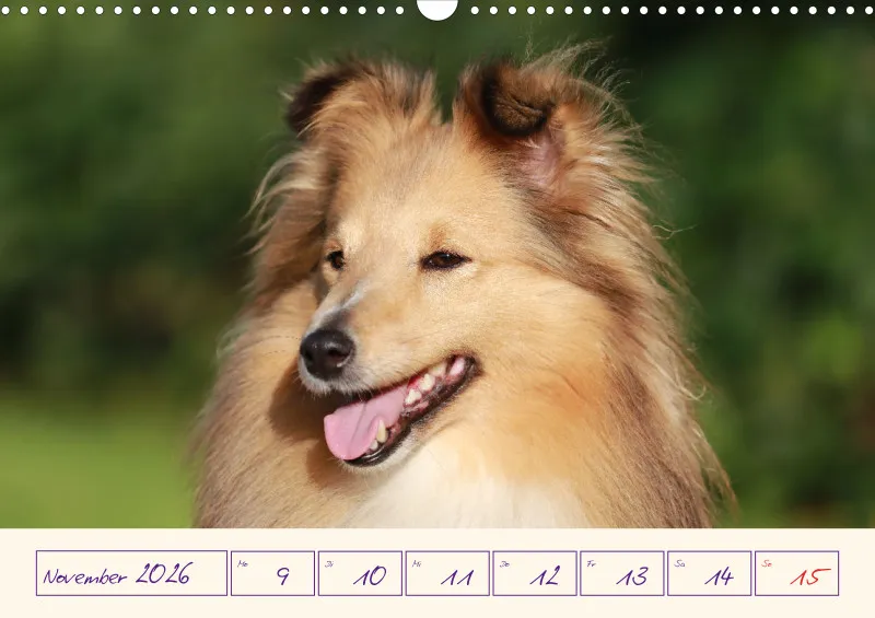 viele Shelties