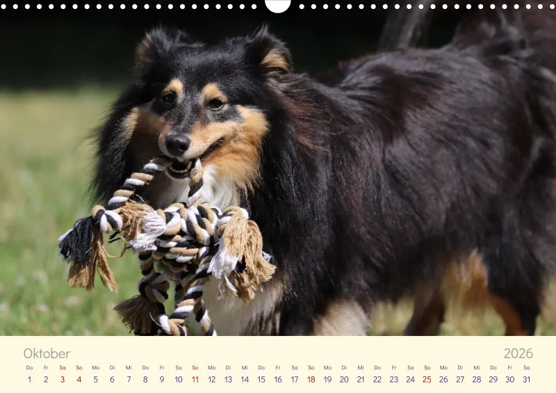 Shelties 2026