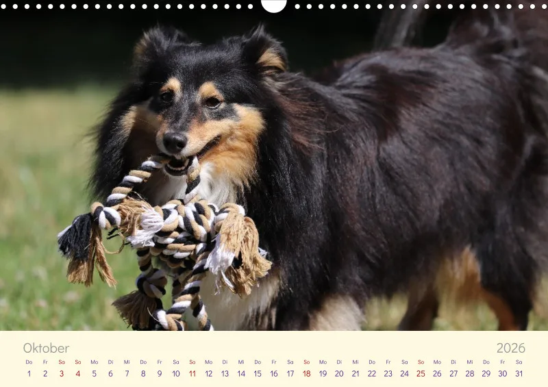 Shelties 2026