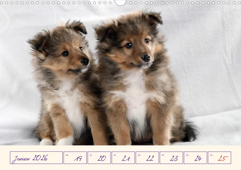 viele Shelties