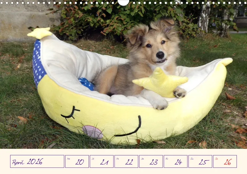 viele Shelties