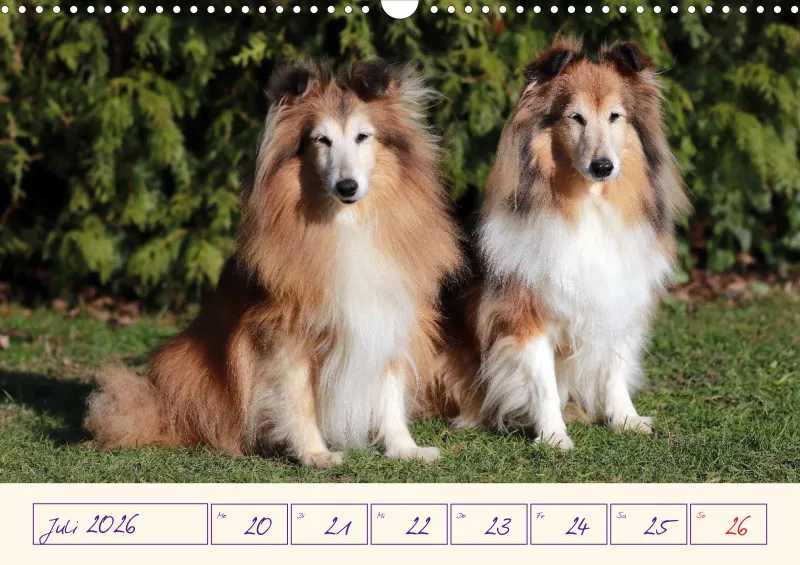 viele Shelties