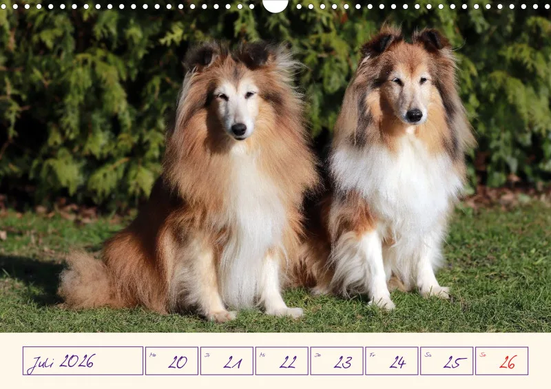 viele Shelties